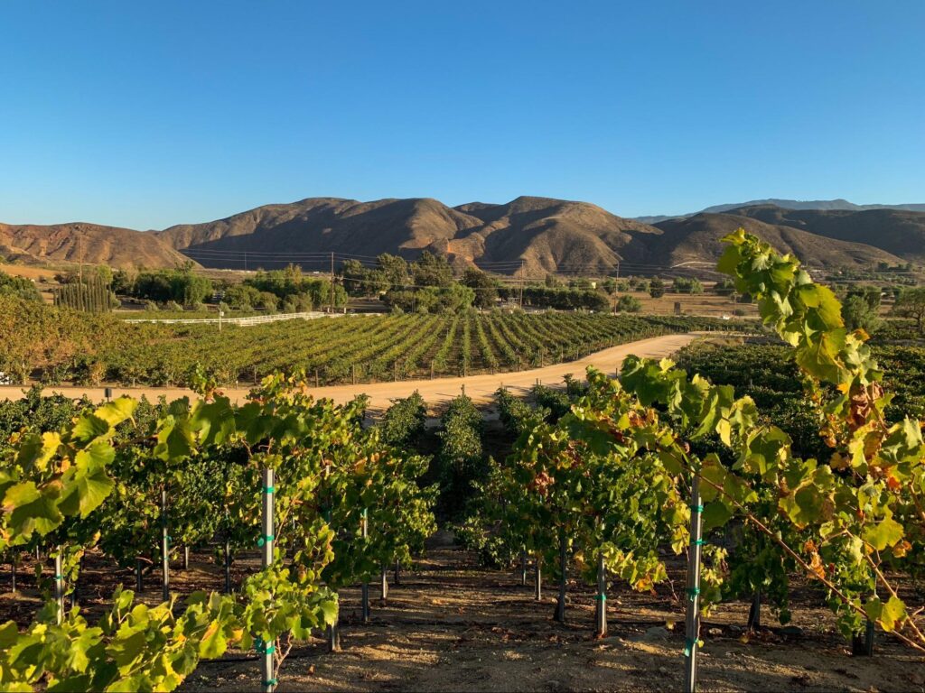 Wine vineyard in Temecula, California